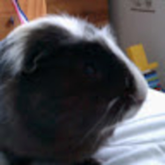 Meet your Posher, Samantha - Picture 1 of 1